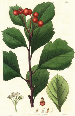 Crataegus sanguinea