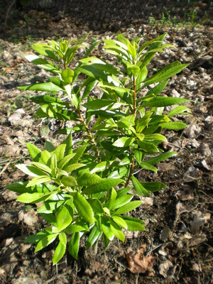 Myrica californica