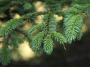 Sakhalin Spruce