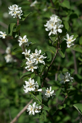 Amelanchier utahensis