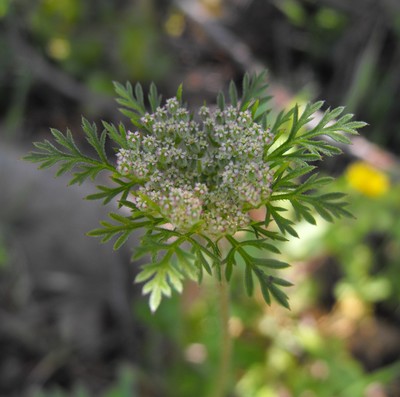 Daucus pusillus