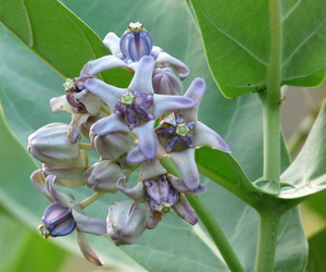 Giant Milkweed