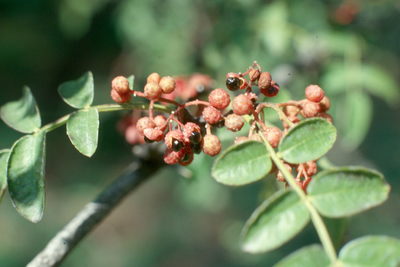 Zanthoxylum americanum