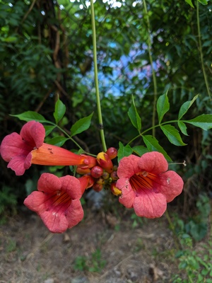 Campsis radicans