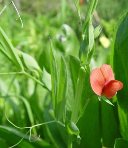 Chickling Vetch