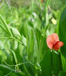 Chickling Vetch