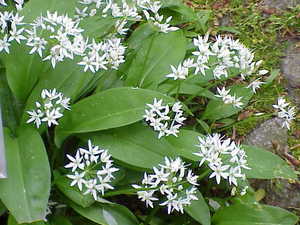 Allium ursinum