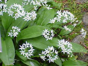 Wild Garlic