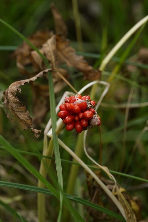 Pleasant observations from a good hike in the White Mountains, New Hampshire, USA:

+ Calligrapher fly (toxomerus)
+ Digging bees (anthophorini)
+ Jack in the pulpit (arisaema triphyllum)
+ Coral tooth fungus 
+ Rock tripe lichen
+ Yellow fairy cups
+ Wolf's milk (lycogala epidendrum)
+ Cucumber root (medeola virginiana)
+ Honey mushrooms
+ Oakmoss
+ Beard lichen
+ Shield lichen
+ Sphagnum moss
+ Waxcaps
+ Bunchberry
+ Marsh St. John's wart
+ White coral fungus
+ Scalycaps(pholiota) 
+ Three-way sedge