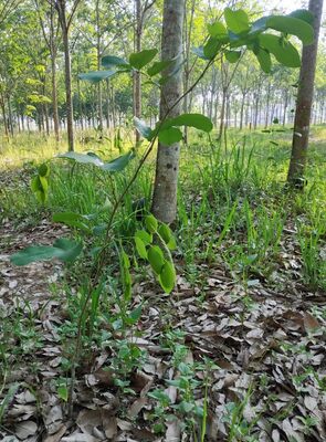 2 year old Makha tree in rubberplantation setting (Thailand)