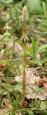 Equisetum sylvaticum