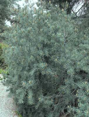 Pinus quadrifolia