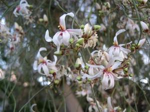 Moringa