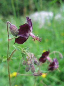 Dusky crane's-bill