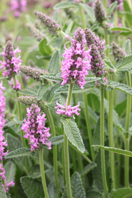 Stachys officinalis