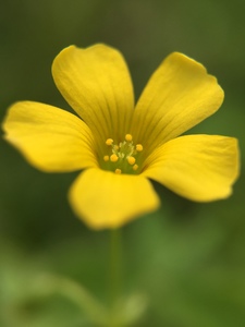 Yellow Sorrel