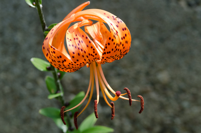 Lilium lancifolium