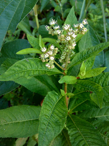 Virginian Stonecrop