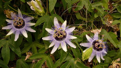 Passiflora x colvillii flowers by ianikki02