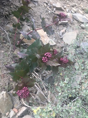 Cordifolia near Reno Nevada