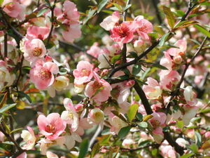 Chinese Quince