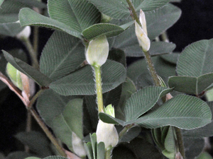 Korean Lespedeza