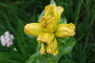 Gentiana punctata