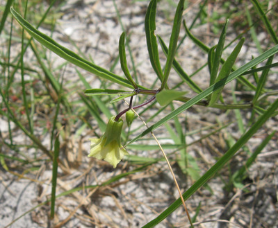 Physalis angustifolia