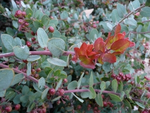 Pajaro Manzanita