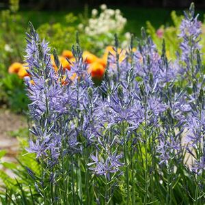 Camassia leichtlinii 'Blue Danube'