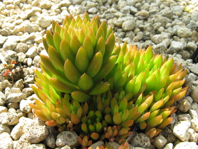 Orostachys japonica