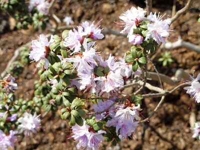 Rhododendron lapponicum