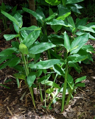 Maranta arundinacea