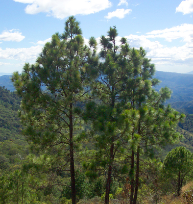 Pinus oocarpa