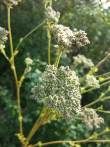 mooncarrot