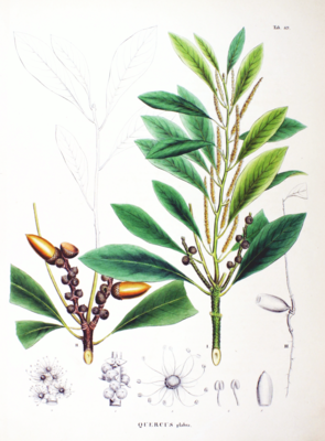 Lithocarpus glaber