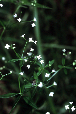 Galium tinctorium