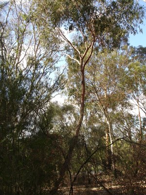 Eucalyptus macrorhyncha