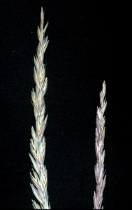 Squaw Grass