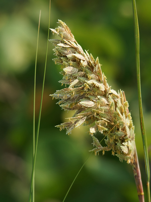 Uniola paniculata