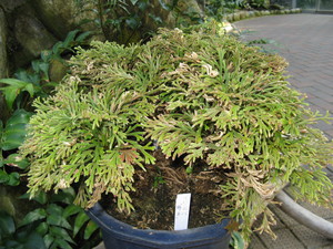 Selaginella tamariscina