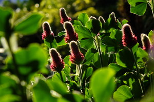 Crimson Clover