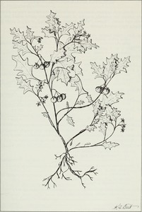 Solanum triflorum