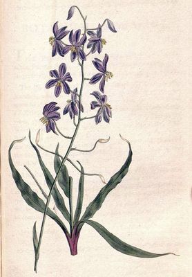 Cyanella hyacinthoides