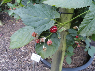 Rubus nessensis