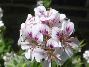 Ivy Geranium