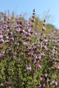 Thyme-Leaved Savory