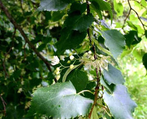 Small Leaved Lime