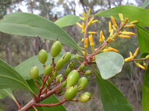 Broad-Leaved Geebong