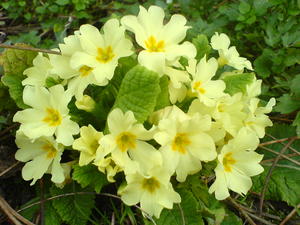 Primrose